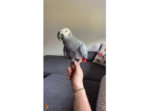 Ful Evcil Maskot Jako Erkek 3 yasında 