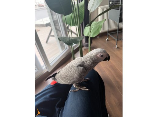 FUL EVCİL 4 AYLIK BEBEK JAKO