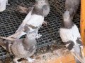 ESKİ SOY OYUN KUŞLARI YAVRULARI