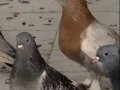 ESKİ SOY OYUN KUŞLARI YAVRULARI