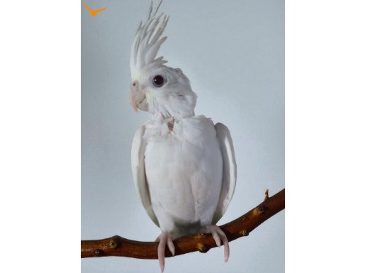 Ele Alışık Albino Yavru 