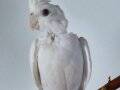 Ele Alışık Albino Yavru 