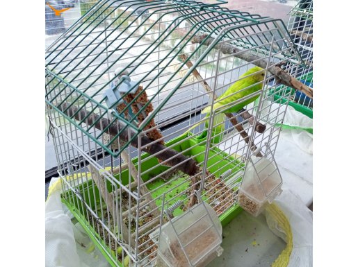 2 golden finch ve 2 muhabbet kuşu