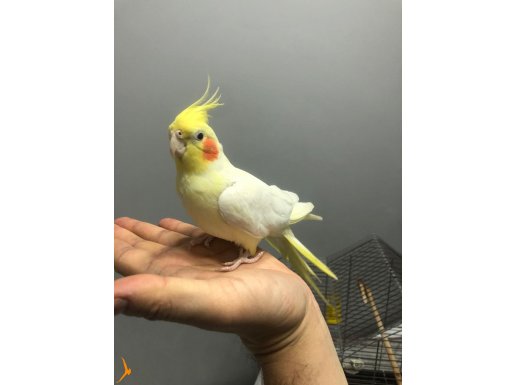 Ele alışık hiç bir sağlık problemi yoktur