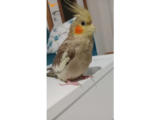 Konuşan Sultan papagini