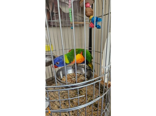 LORİ GÖKKUŞAĞI ELE ALIŞKIN ISIRMAZ 1 YAŞINDA 