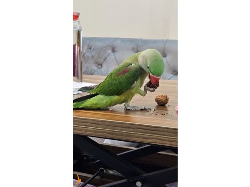10 Aylık Erkek Alexander ( İskender) Papağanı 