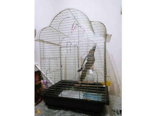 1 yasinda babacik diyen sultan papagani kafesle beraber