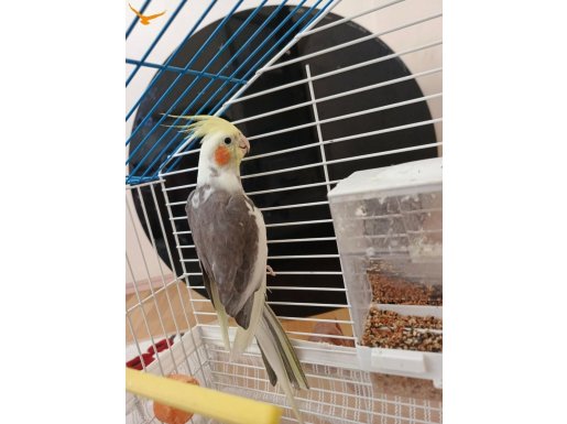 Sultan papaganı yavru