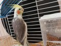Sultan papaganı yavru