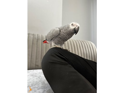 Üst düzey sınırsız konuşma jako