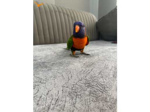 Full konuşma ele alışık oyun hamuru