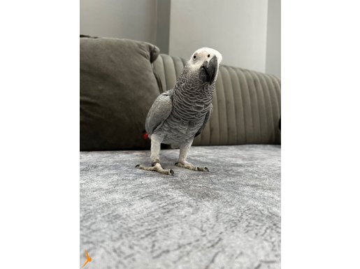 Sınırsız kelime full evcil jako