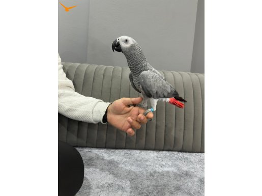 Oyun hamuru geveze jako