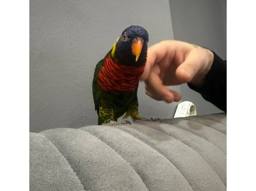 Full evcil lori papağanı 