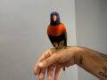 Oyun hamuru ele alışık lori papağanımız 