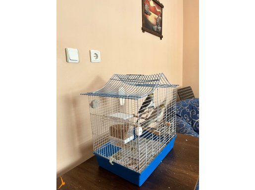 Yumurtlamaya hazır çift