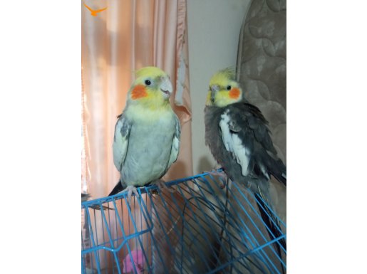 Sultan papağanı 2 adet 