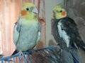 Sultan papağanı 2 adet 