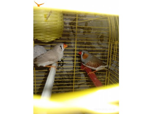 Çift hint bülbüllerimiz kuluçkadalar