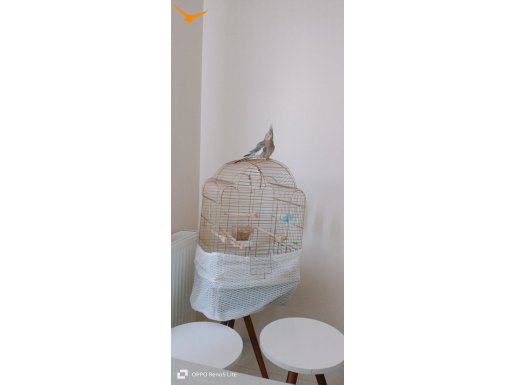 Kafesi yemi set olarak sultan papağanı 