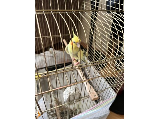 Kaç aylık olundugu bilinmiyor erkek sultan papaganı kafesiyl