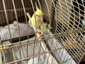 Kaç aylık olundugu bilinmiyor erkek sultan papaganı kafesiyl