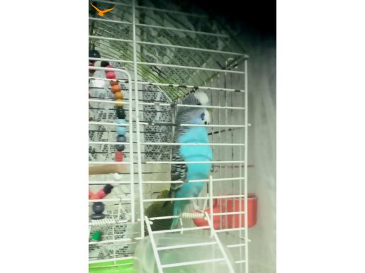 Ev Üretimi Takasa Açık Kelimeli Muhabbet Kuşu 
