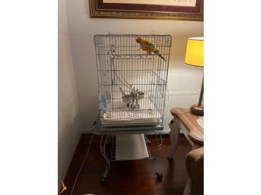 Güneş Konur Papağanı