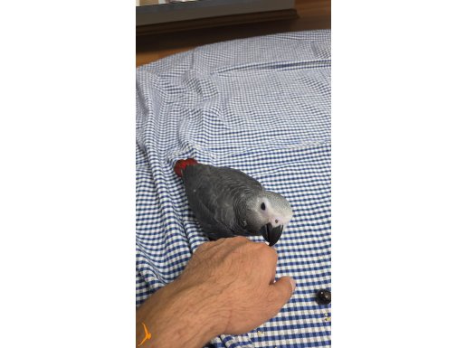 El beslemesi yeni yeme düştü insan canlısı 