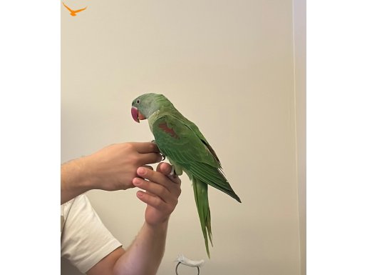 5 Aylık Alexander İskender Erkek Kafesiyle Beraber