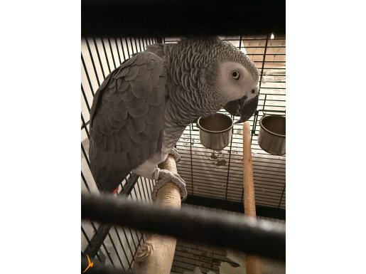 Jako papağan 3 yaşında büyük boy çelik kafes  ile birlikte