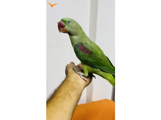 Alexander İskender Papağanı Evcil Ele Alışık 
