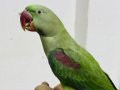 Alexander İskender Papağanı Evcil Ele Alışık 