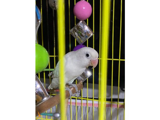 Damızlık albino -  Maviş Forpus papağanı