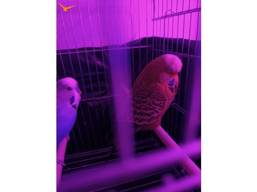 Jombo muhabbet kuşu dışı erkek güzel renk ele kola alışık 