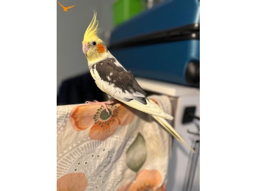 Sultan Papağan (Kafesiyle birlikte)