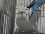  2 adet vasıflı show jumbo