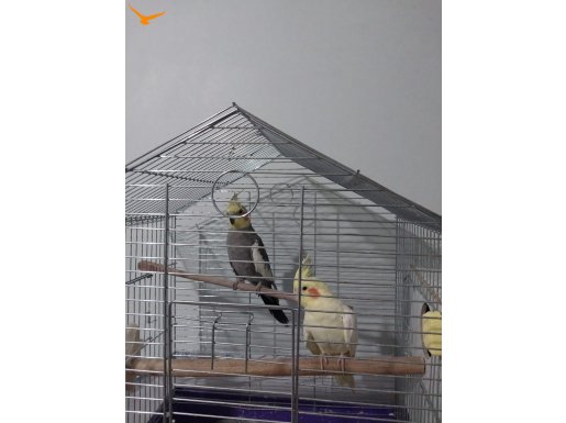 2 eş Sultan papağanı 