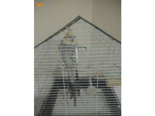 Konuşan sultan papağan 