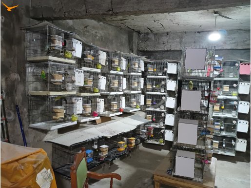 55 çift muhabbet kuşu
