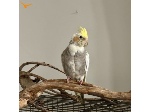 6 aylık sağlıklı erkek sultan papağan