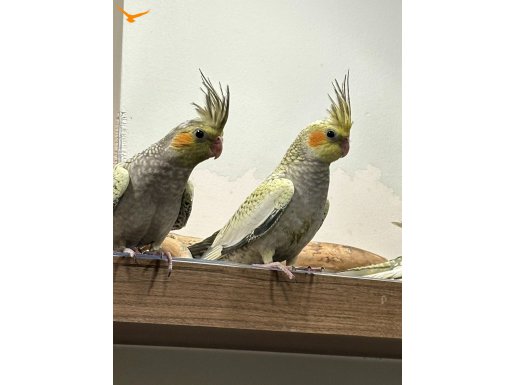 3 aylık sağlıklı erkek sultan papağan