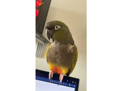 patagonyta konur tam bir dost canlısı nadir, dev tür