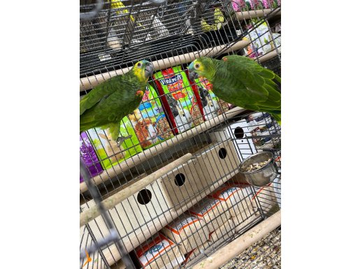 El besleme bebek Amazon Blue Front 