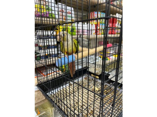 El besleme Pineapple Conure Parrot