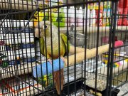 El besleme Pineapple Conure Parrot