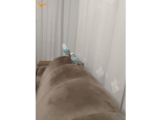 2 adet muhabbet kuşu ve kafesiyle birlikte verilecektir.