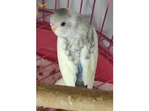 Babası konuşan çok renkli muhabbet kuşu 