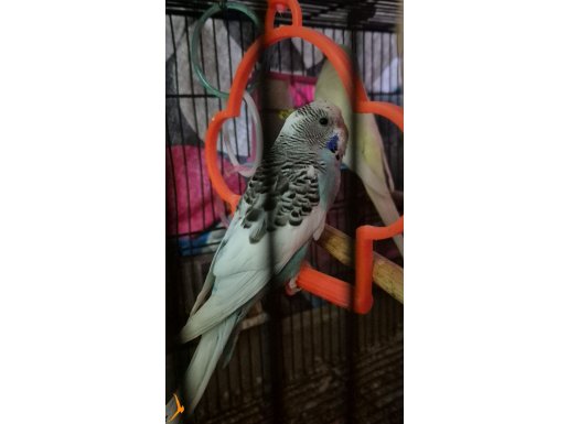 Satılık Yavru Muhabbet Kuşu